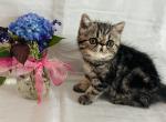 Exotic Short Haired Kittens - Exotic Kitten For Sale - Boston&comma; MA&comma; US