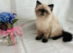 Exotic Short Haired Kittens - Exotic Kitten For Sale - Boston&comma; MA&comma; US
