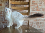 Cupcake - Ragdoll Kitten For Sale - Blanchard&comma; OK&comma; US