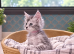 Aurora                The Cr&egrave;me de la Cr&egrave;me Litter - Maine Coon Kitten For Sale - 