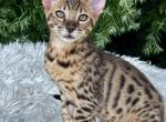 Sharky - Savannah Kitten For Sale - Bradenton&comma; FL&comma; US