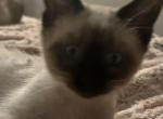 Male Siamese Seal Point Kitten - Siamese Kitten For Sale - Louisville&comma; KY&comma; US
