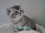 Cosmo - Scottish Straight Kitten For Sale - 