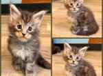 Dark Green collar - Maine Coon Kitten For Sale - 