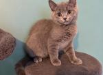 LILLY & LEO - Scottish Straight Kitten For Sale - 