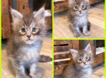 Neon Green Collar - Maine Coon Kitten For Sale - 