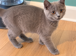 LILLY & LEO - Scottish Straight Kitten For Sale - 