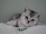 Mochi - Scottish Straight Kitten For Sale - 