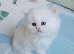 MARSHMELLOW - Persian Kitten For Sale - East Stroudsburg&comma; PA&comma; US
