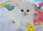 MUFFIN - Persian Kitten For Sale - East Stroudsburg&comma; PA&comma; US