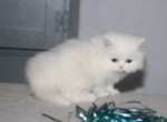 White Female Persian Kitten Cookie - Persian Kitten For Sale - Stanton&comma; MO&comma; US