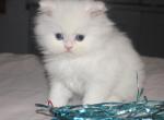 White Male Persian Kitten Bisquit - Persian Kitten For Sale - Stanton&comma; MO&comma; US