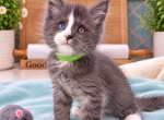 Goliath             Cr&egrave;me de la Cr&egrave;me Litter green - Maine Coon Kitten For Sale - 