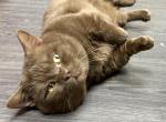 Cheeseburger - Munchkin Cat For Sale/Service - Townville&comma; SC&comma; US
