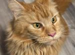 Ginger - Maine Coon Cat For Sale - Canyon Lake&comma; CA&comma; US