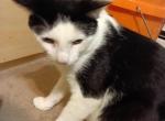 Macha and oreo - Domestic Cat For Sale - Minneapolis&comma; MN&comma; US