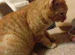 Macha - Kurilian Bobtail Cat For Sale - Minneapolis&comma; MN&comma; US