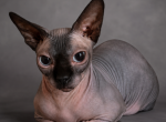 Olive Juice - Bambino Cat For Sale - Orlando&comma; FL&comma; US
