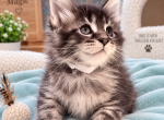 Cosmo - Maine Coon Kitten For Sale - Wilton&comma; CA&comma; US