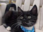 Male Tuxedo Kitten - American Shorthair Kitten For Sale - 