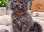 Fabio  Creme De La Creme Litter - Maine Coon Kitten For Sale - Wilton&comma; CA&comma; US