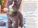 Litter THE CR&Egrave;ME DE LA CR&Egrave;ME LITTER - Maine Coon Kitten For Sale - 