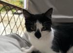 Preshis - Domestic Kitten For Adoption - Russell&comma; MA&comma; US