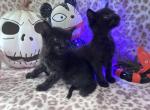 Two male black six week old kittens - Bombay Kitten For Sale - Upland&comma; CA&comma; US