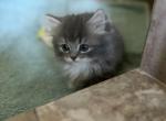 LITTLE BLUE TIGER - Munchkin Kitten For Sale - Brookings&comma; OR&comma; US