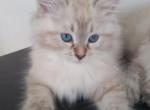 Moana - Siberian Kitten For Sale - 