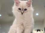 1 - Siberian Kitten For Sale - Salem&comma; OR&comma; US