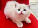 Eileithyia - Ragdoll Kitten For Sale - Monrovia&comma; CA&comma; US