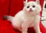 Ares - Ragdoll Kitten For Sale - Monrovia&comma; CA&comma; US