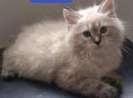 Simba - Siberian Kitten For Sale - Hollywood&comma; FL&comma; US