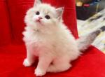 Hebe - Ragdoll Kitten For Sale - Monrovia&comma; CA&comma; US