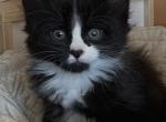 Romeo - Domestic Kitten For Sale - Philadelphia&comma; PA&comma; US