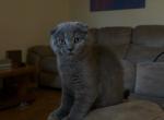 Oliver - Scottish Fold Kitten For Sale - 