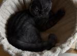 Tiger - Scottish Fold Kitten For Sale - 