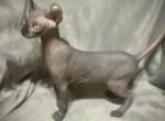 Elf ear Gray Blue male gold eyes - Sphynx Kitten For Sale - 
