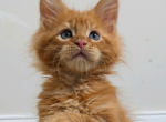 York - Maine Coon Kitten For Sale - Charlotte&comma; NC&comma; US