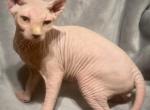 Pink elf ear Male - Sphynx Kitten For Sale - 