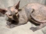 Female marbled dark nose - Sphynx Kitten For Sale - 