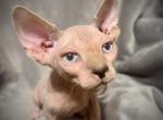 Blue eyed male - Sphynx Kitten For Sale - 
