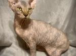 Unique Marble skin female - Sphynx Kitten For Sale - Sand Springs&comma; OK&comma; US
