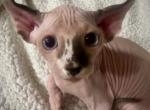 Freckles - Sphynx Kitten For Sale - Sand Springs&comma; OK&comma; US