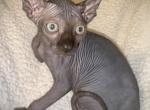 Blue gray elf ear green eyed  male - Sphynx Kitten For Sale - Sand Springs&comma; OK&comma; US