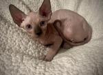 Seal point pink male - Sphynx Kitten For Sale - Sand Springs&comma; OK&comma; US