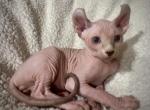 Elf ear pink male blue eyed baby - Sphynx Kitten For Sale - Sand Springs&comma; OK&comma; US