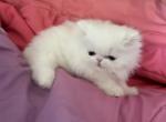 Persian white female - Persian Kitten For Sale - Orlando&comma; FL&comma; US