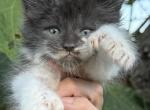 Batman - Maine Coon Kitten For Sale - KS&comma; US